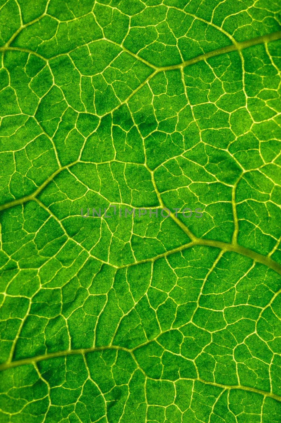 Texture of the green leaf from a short distance