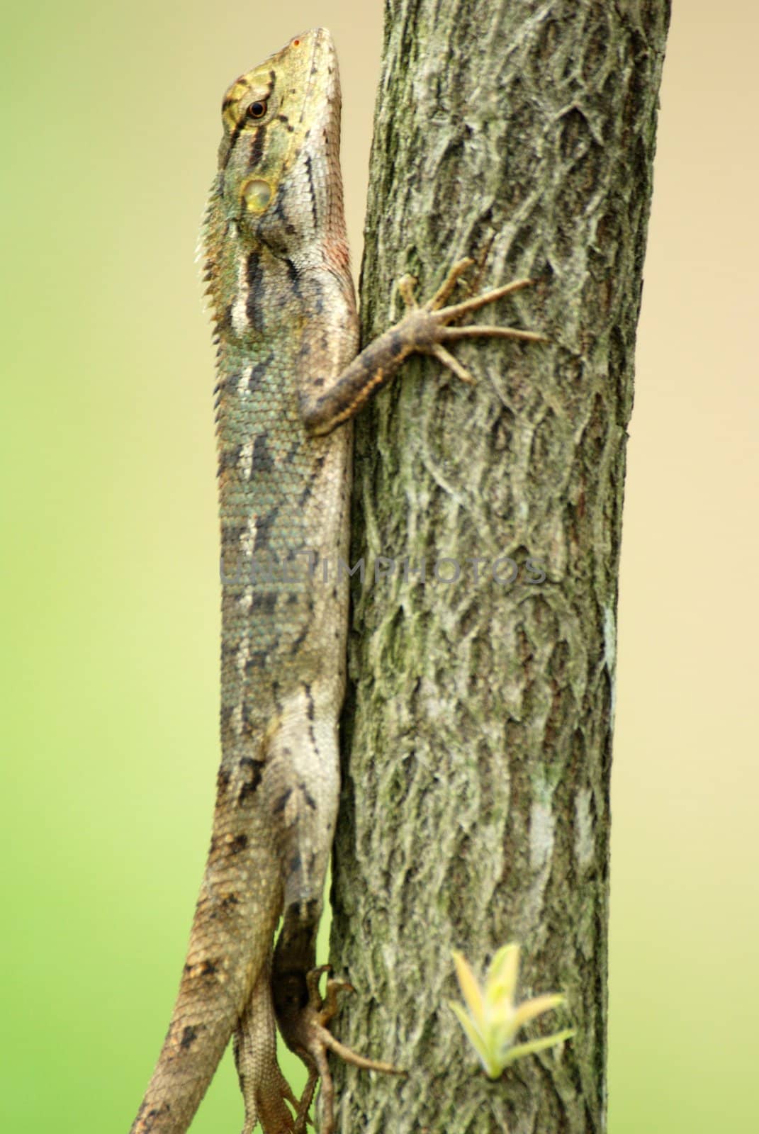 Changeable lizard (calotes versicolor lizard) in tree and found in singapore chinese garden.