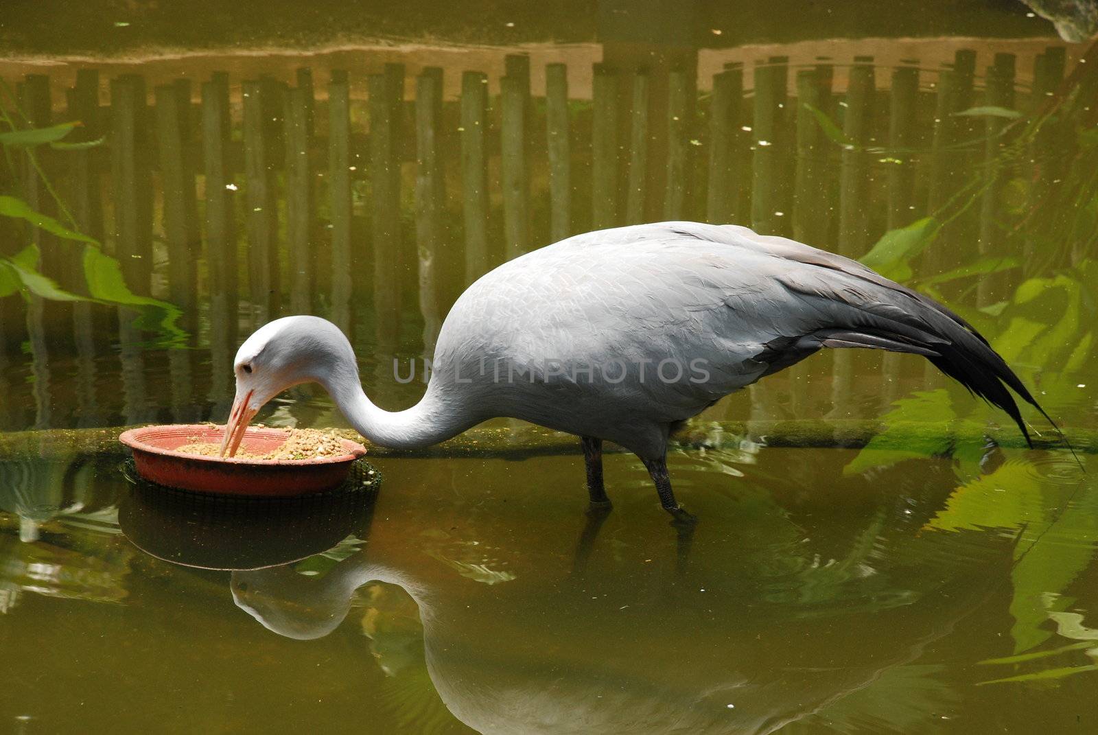 A blue crane bird taking food from a pot