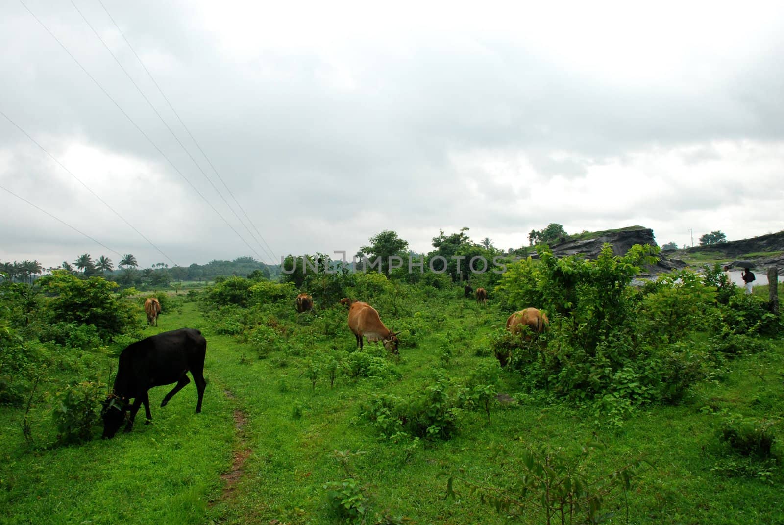 countryside cows are in the fied in an indian village