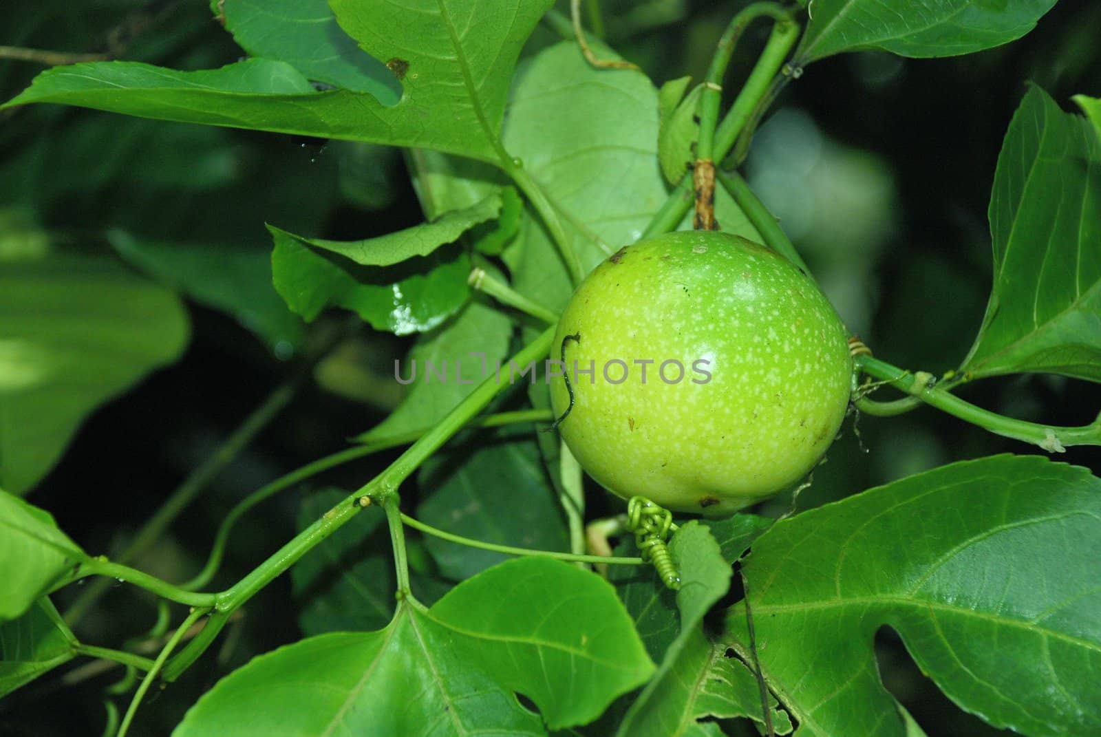 A young passion fruit in a tree
