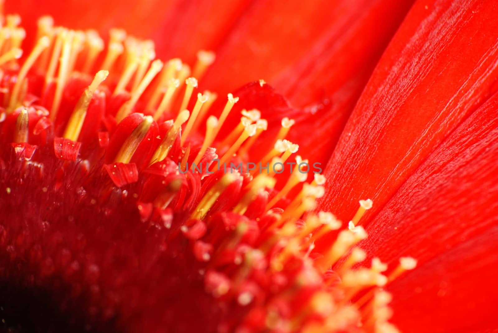 Macro view of a red colour daisy flower