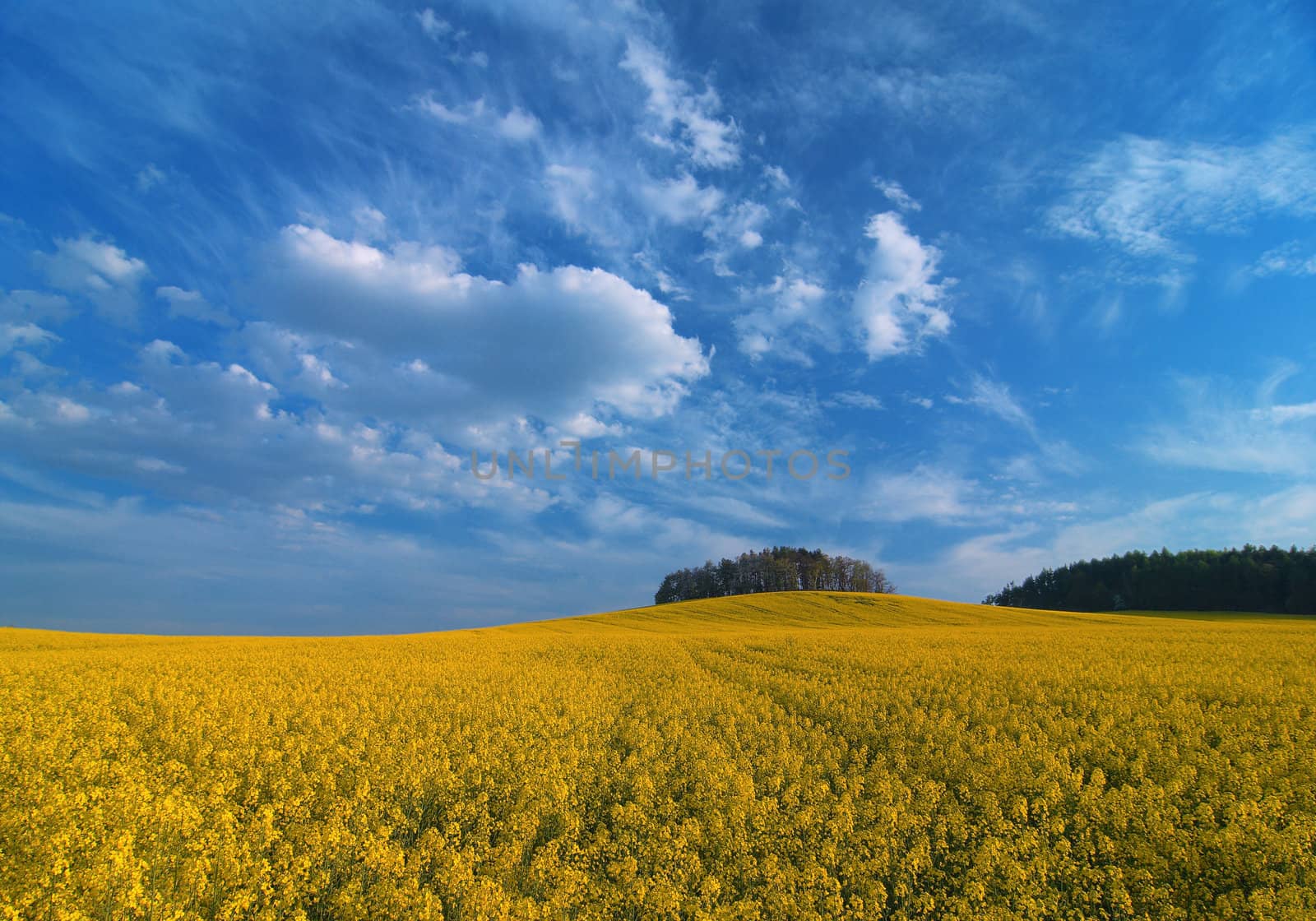 Yellow meadow by Kamensky