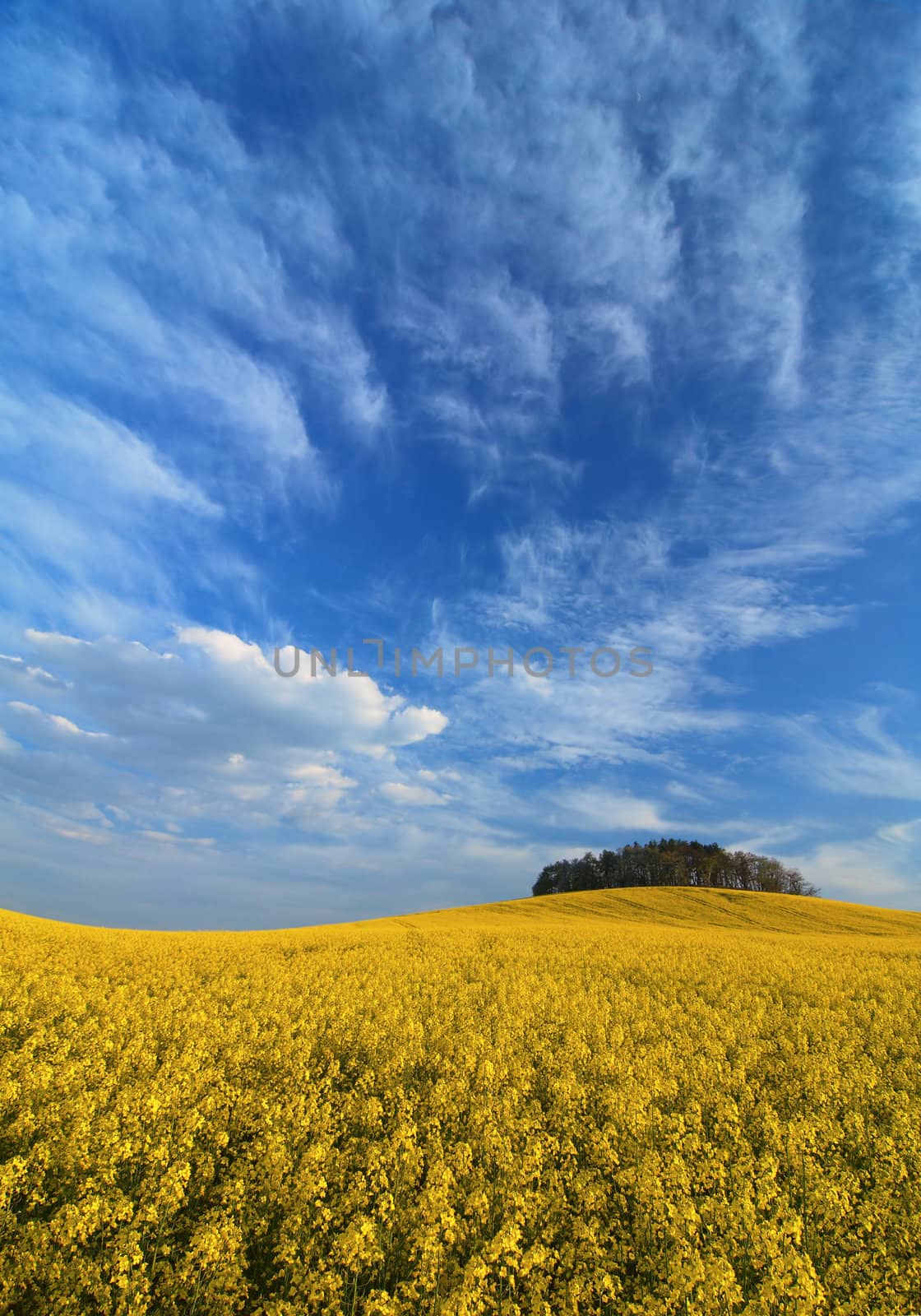 Yellow meadow by Kamensky