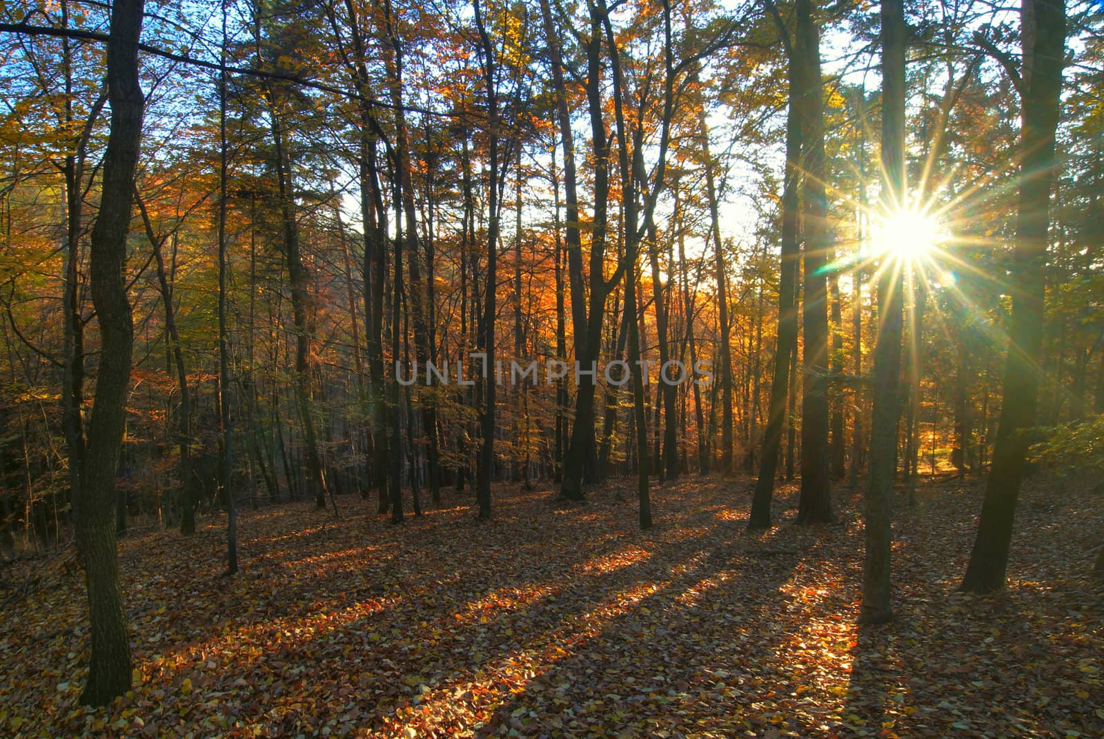 The forest path with fallen autumn leaves