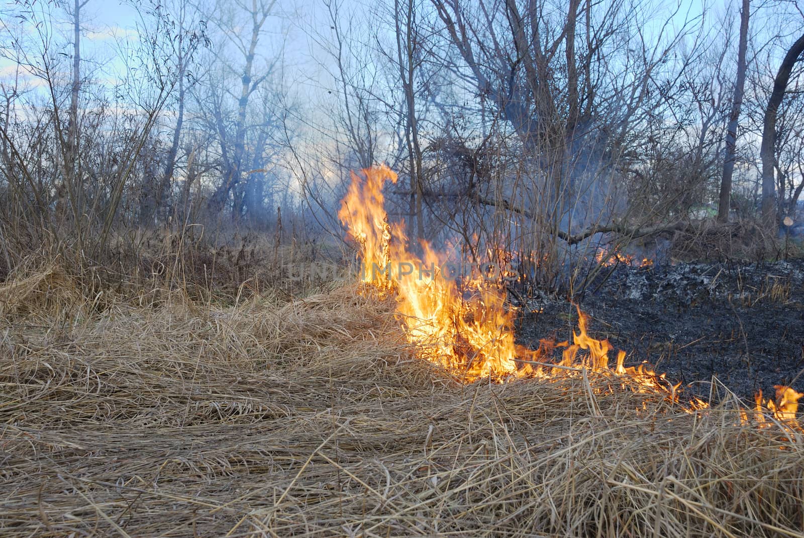 Fire is burning dry grass and bushes.