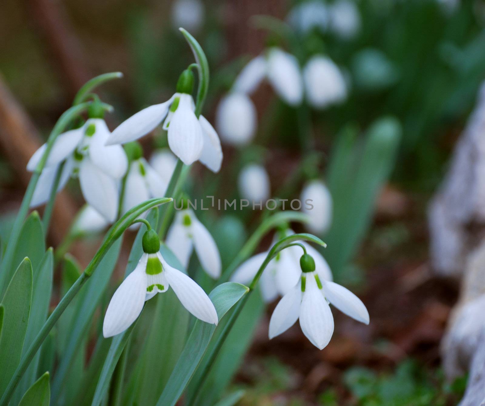 Close-up of a group of snowdrops blooming