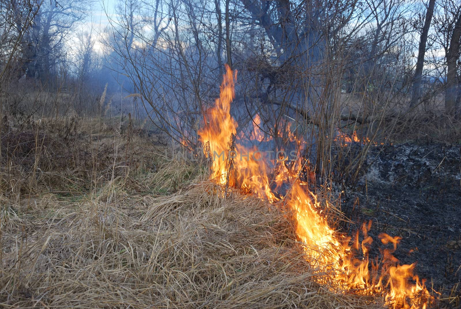 Fire is burning dry grass and bushes.