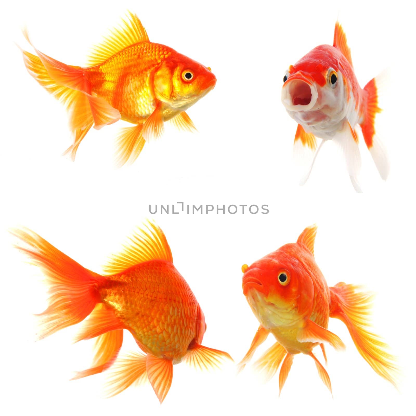 goldfish by gunnar3000