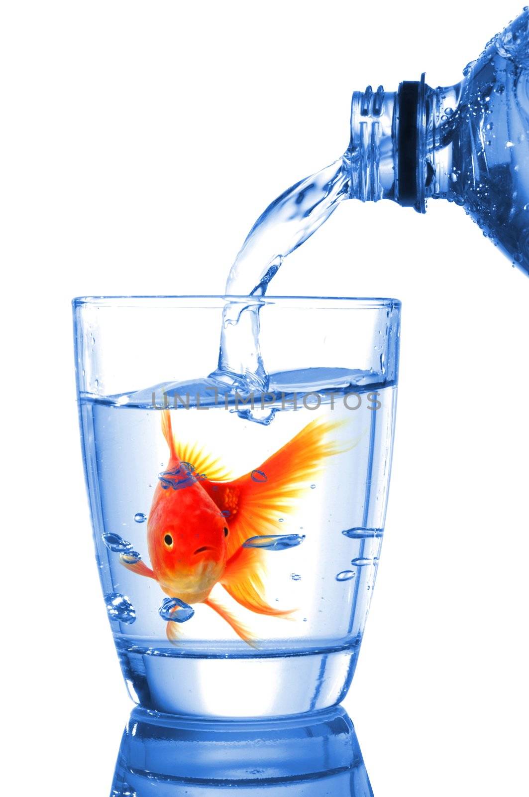 goldfish in cocktail drink glass and water showing bar flee free or jail concept