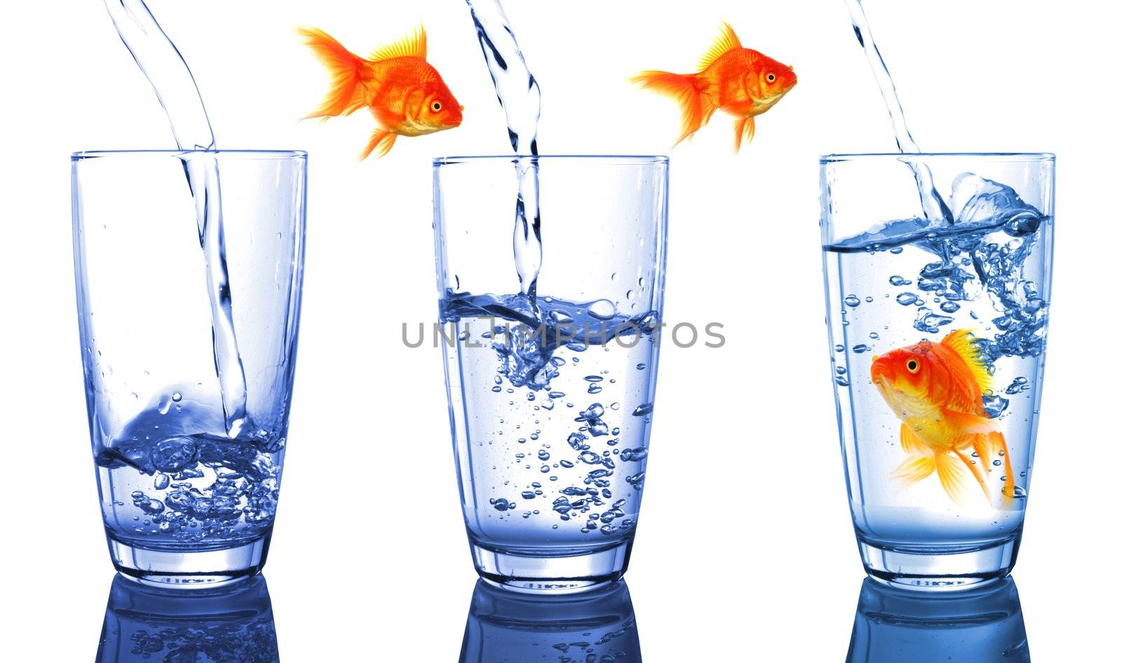 goldfish and glass showing financial growth concept