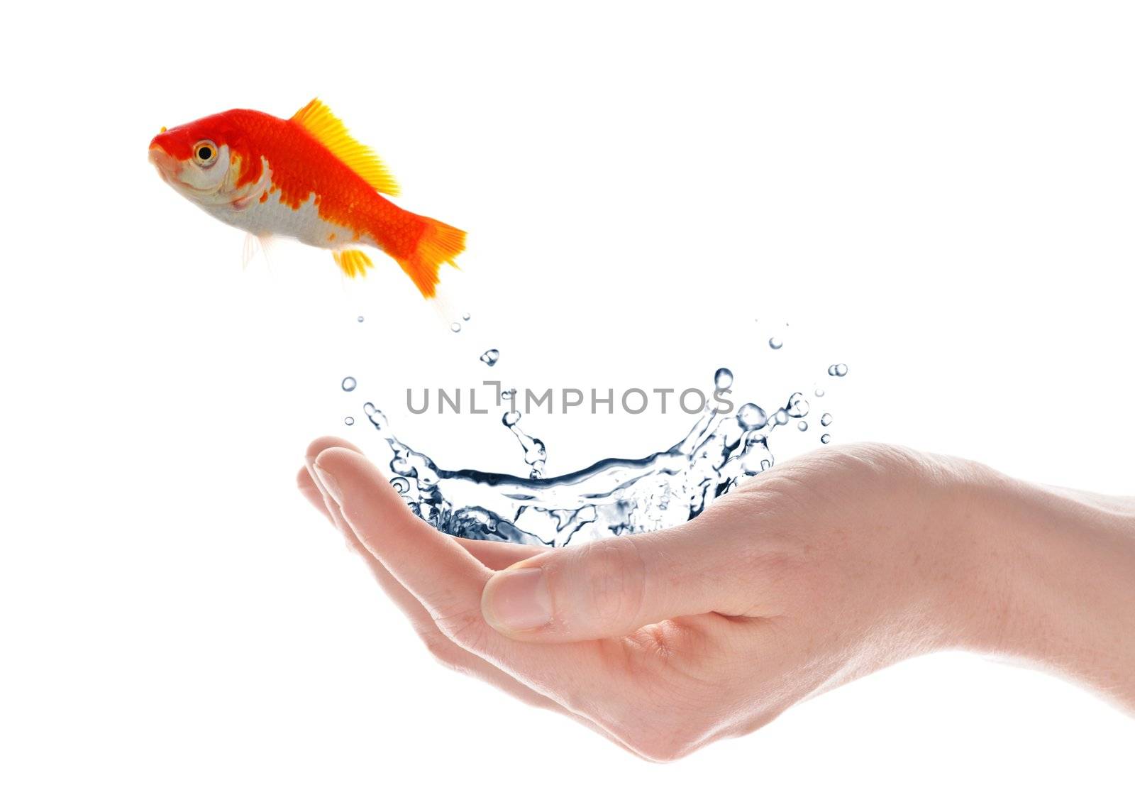 freedom free flee or escape concept with goldfish and hand