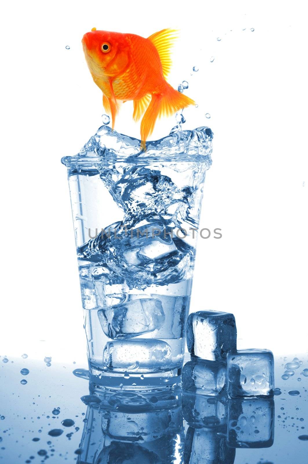 goldfish in cocktail drink glass and water showing bar flee free or jail concept