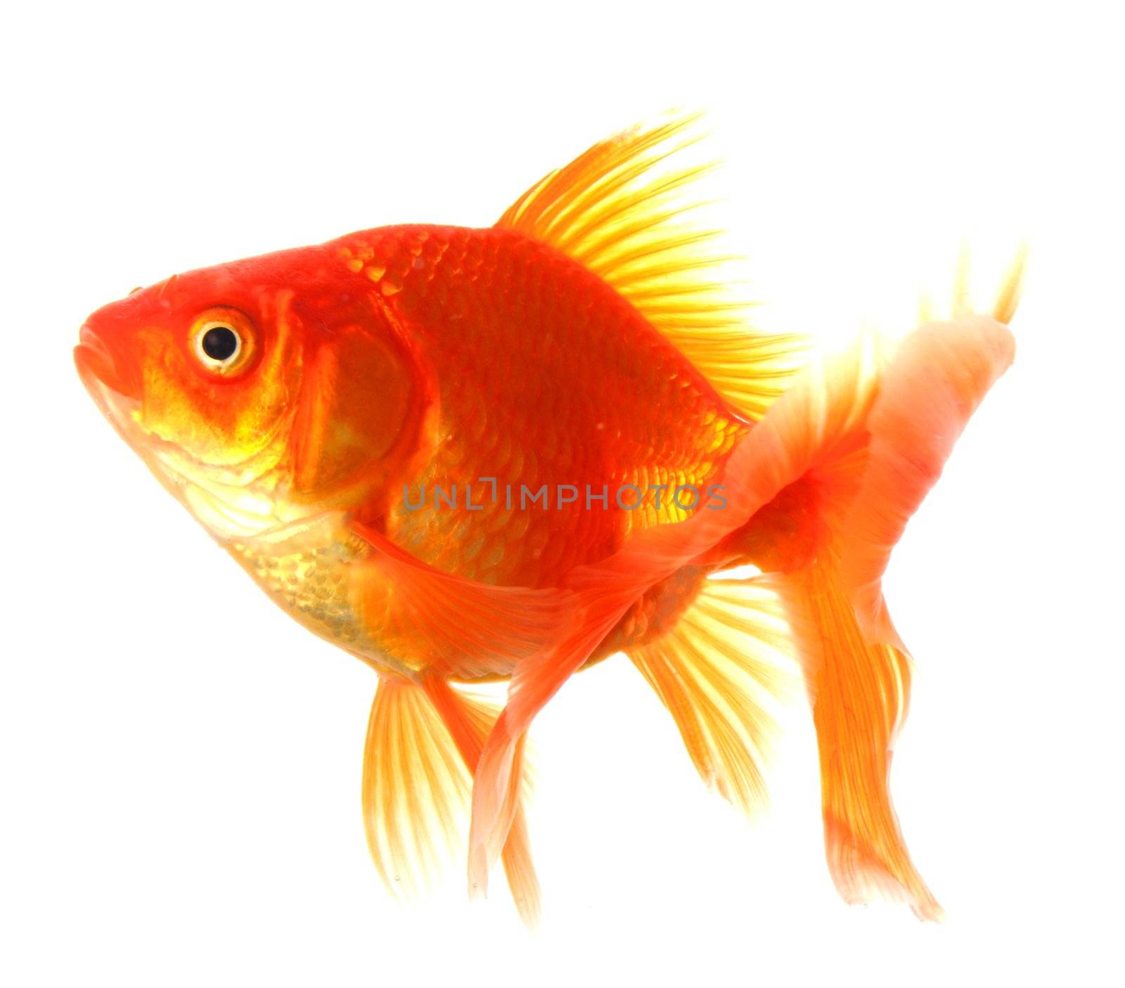 goldfish or gold fish isolated on white background