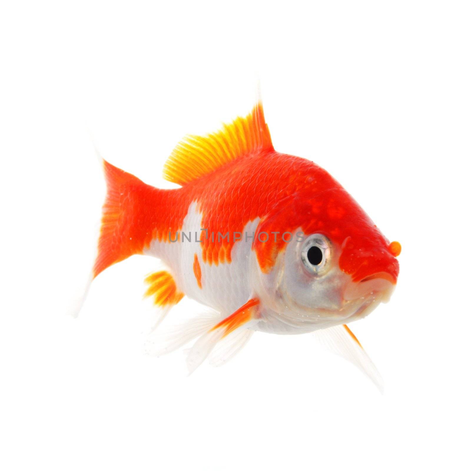 goldfish macro isolated on white background showing pet or animal concept