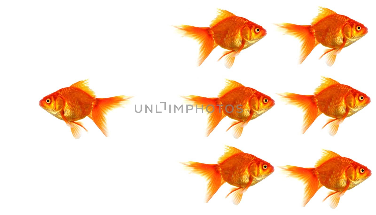individual success winner outsider boss or motivation concept with goldfish isolated on white