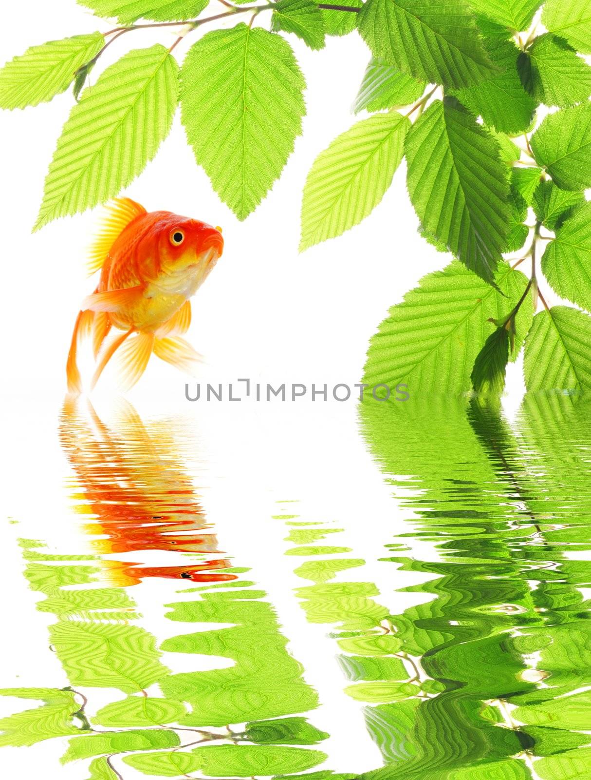 goldfish and green leaves with water reflection showing nature or spa concept
