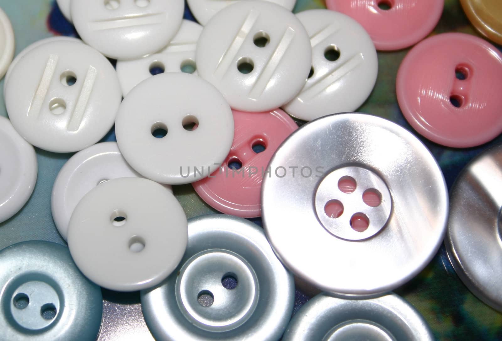 white buttons by leafy