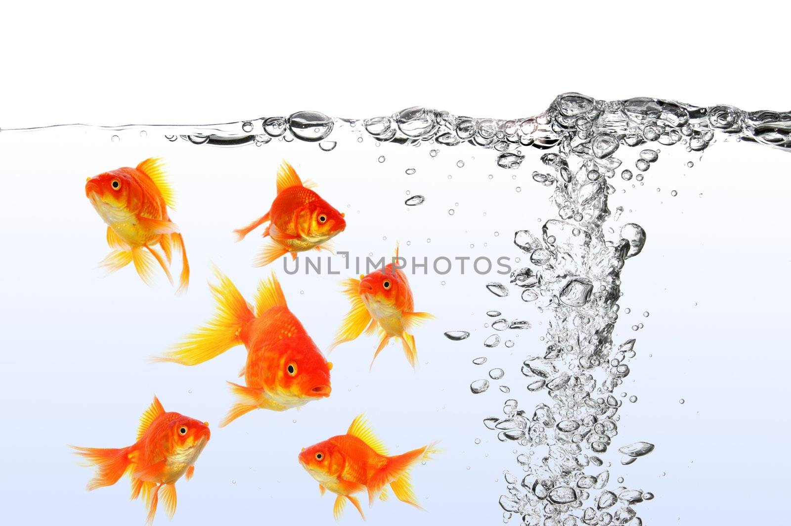 goldfish swimming in water or fishtank with air bubbles