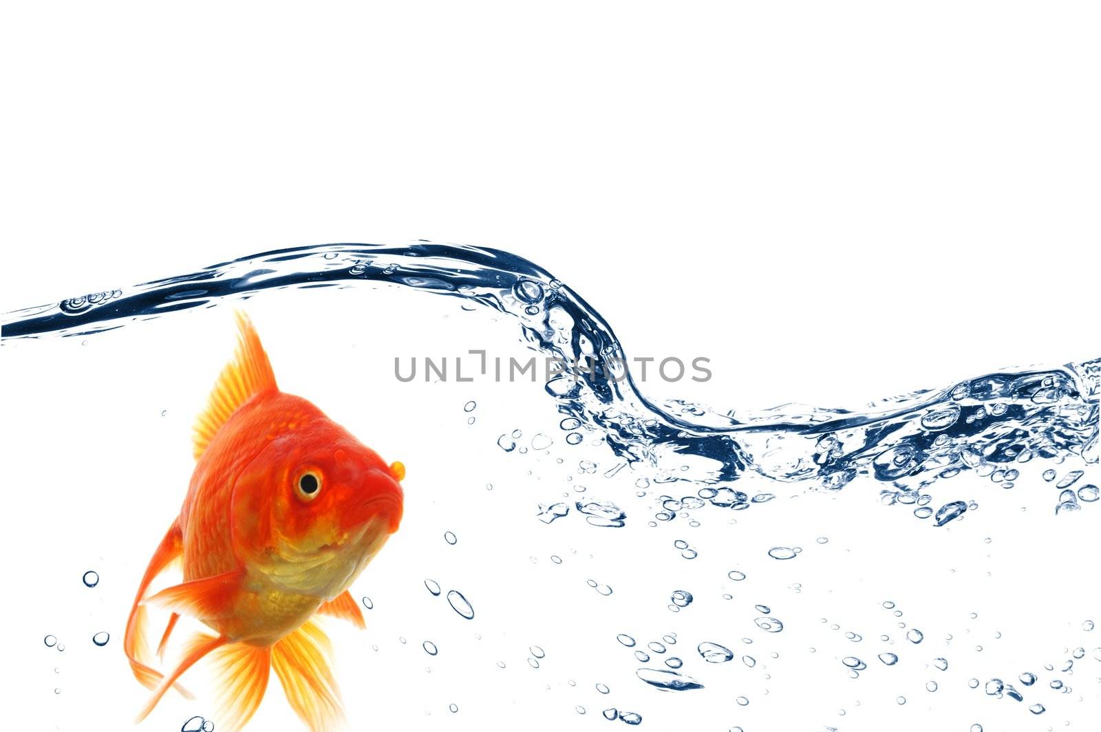 goldfish swimming in water or fishtank with air bubbles