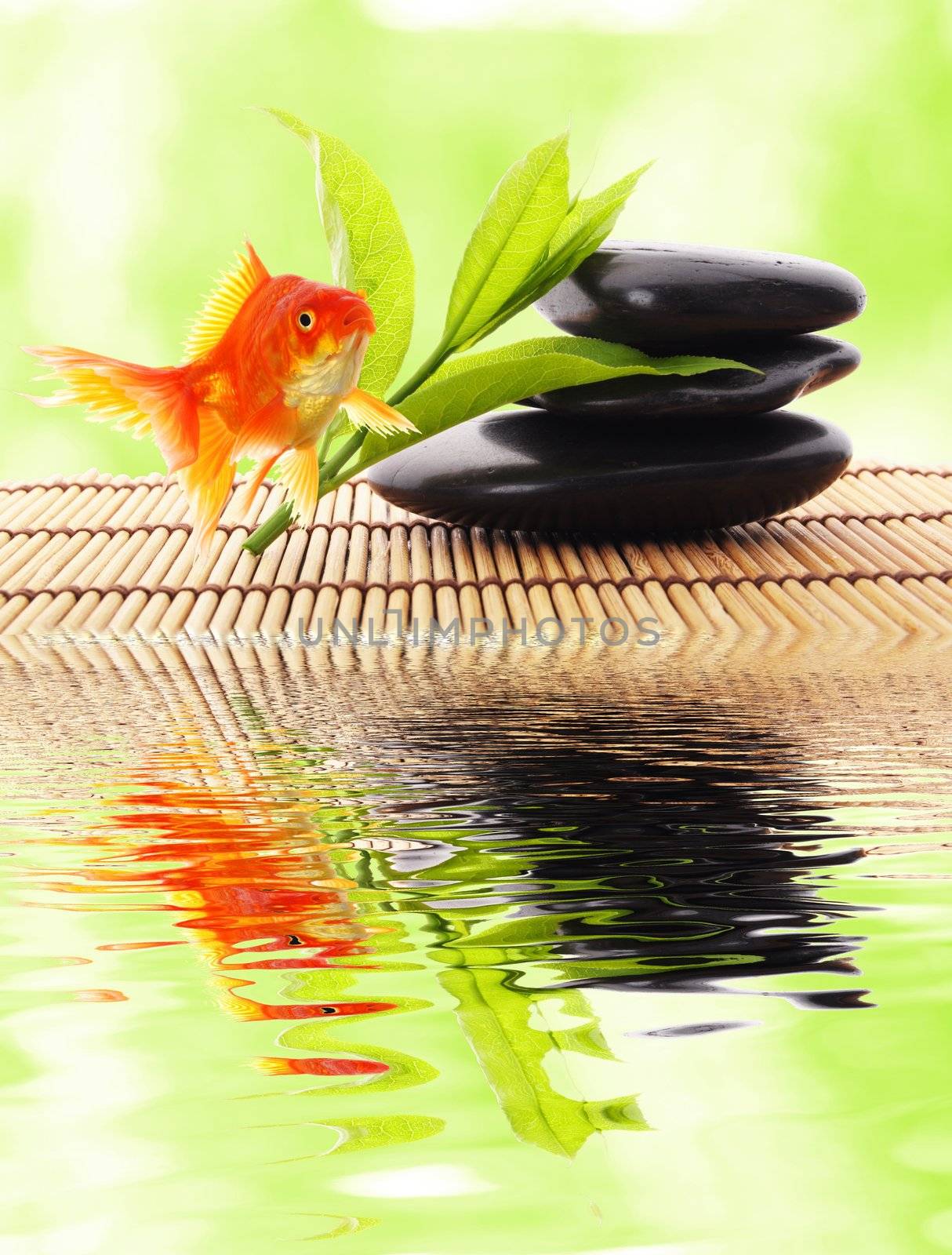 zen or spa concept with stones goldfish and water reflection