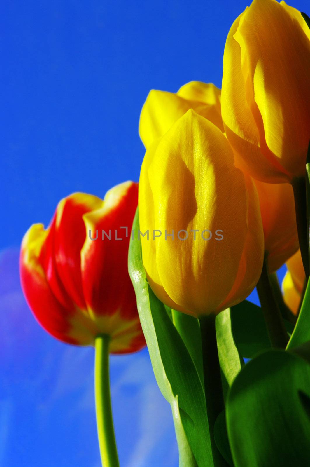 red and yellow tulips on the sky by dolnikow