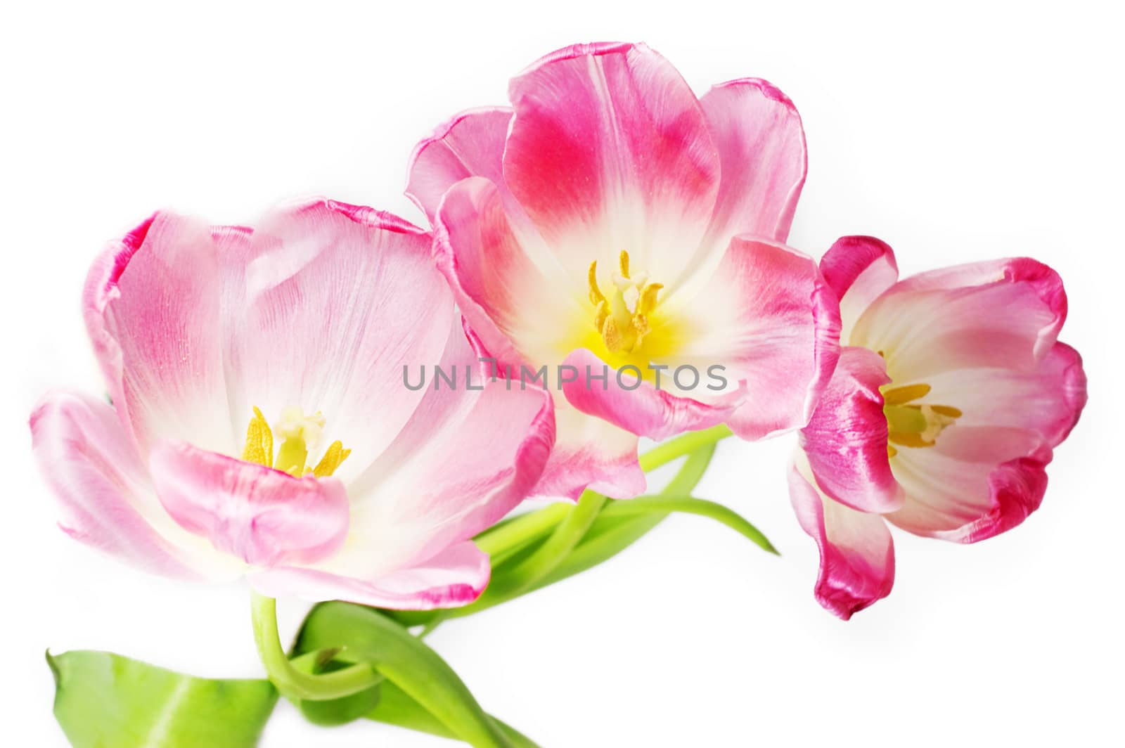 some opened pink tulips over white