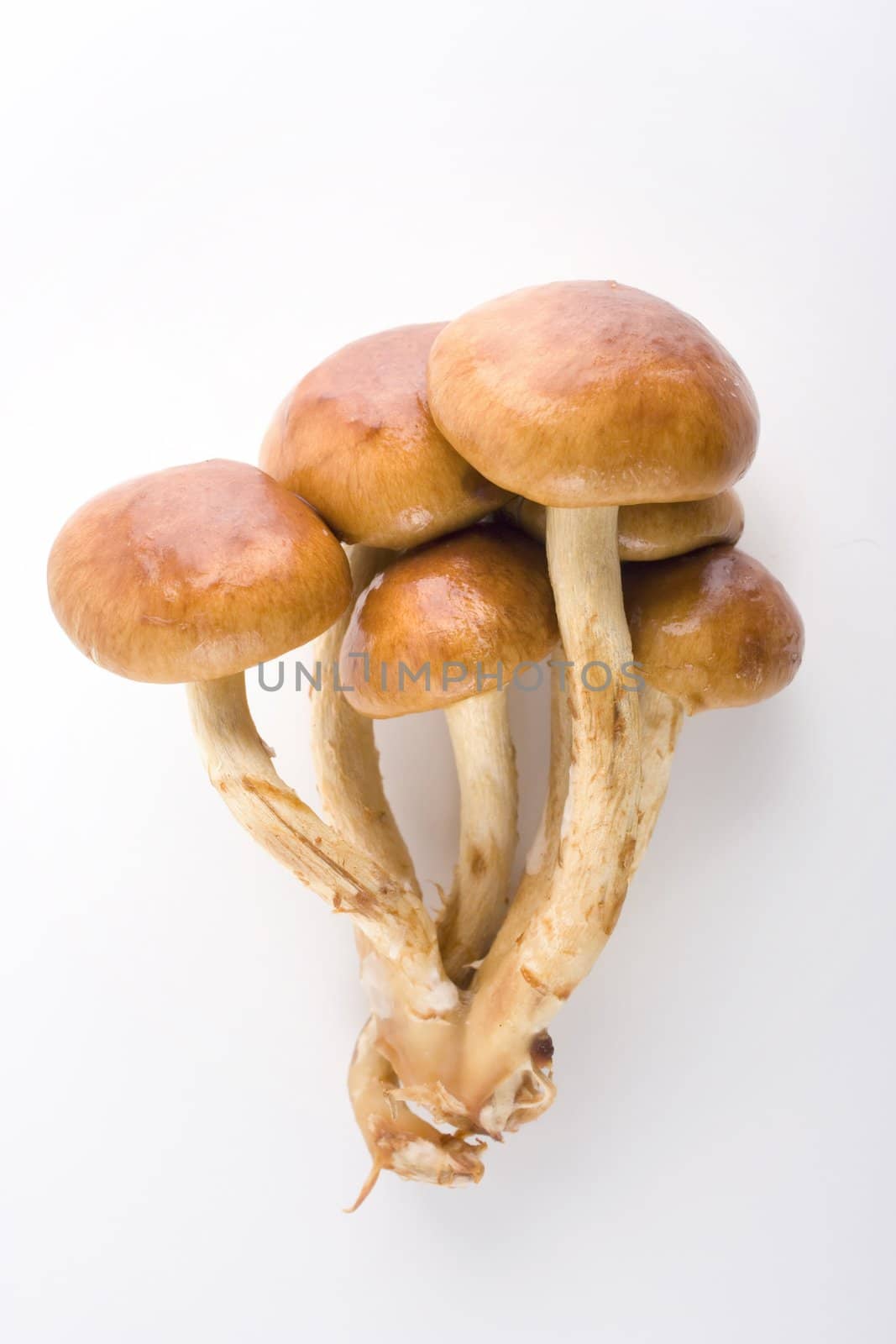 Nameko mushrooms on white background