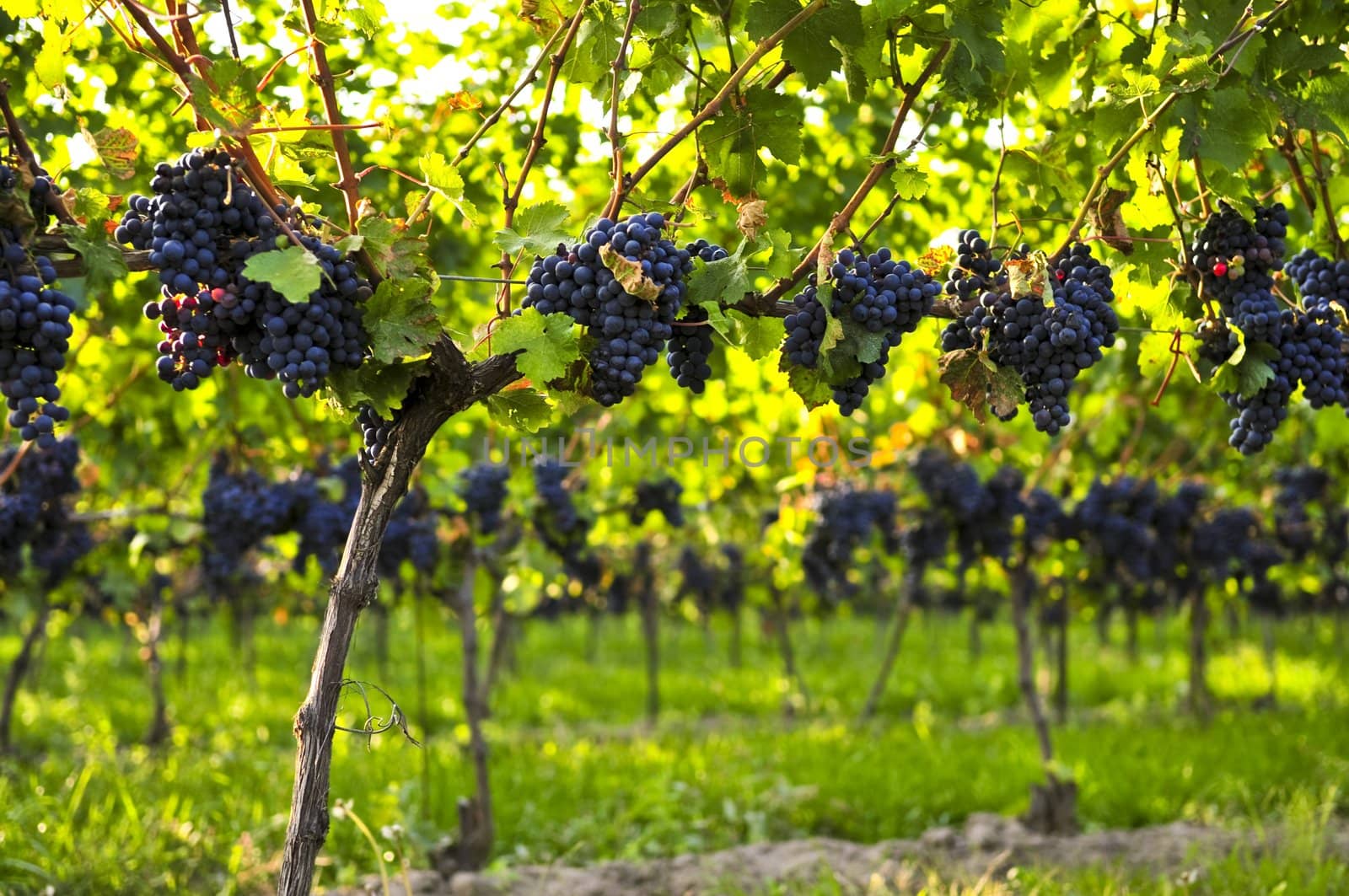 Purple grapes growing on vine in bright sunshine