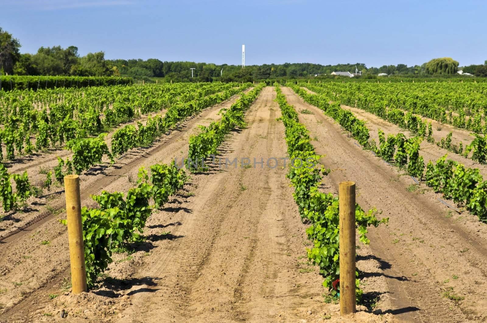 Rows of young grape vines growing in Niagara peninsula vineyard