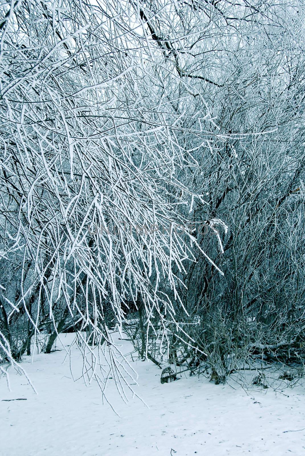 blue winter icy tree branches natural background