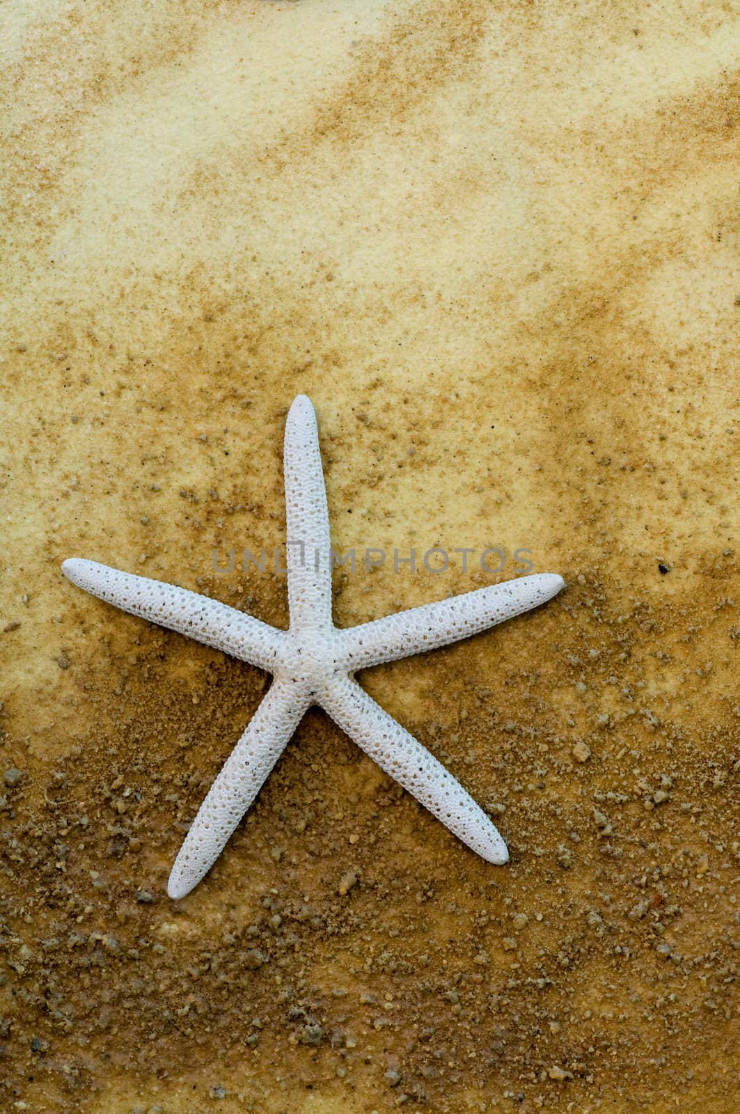 star fish on the beach