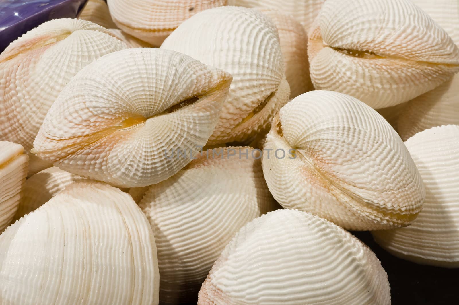 shell fish