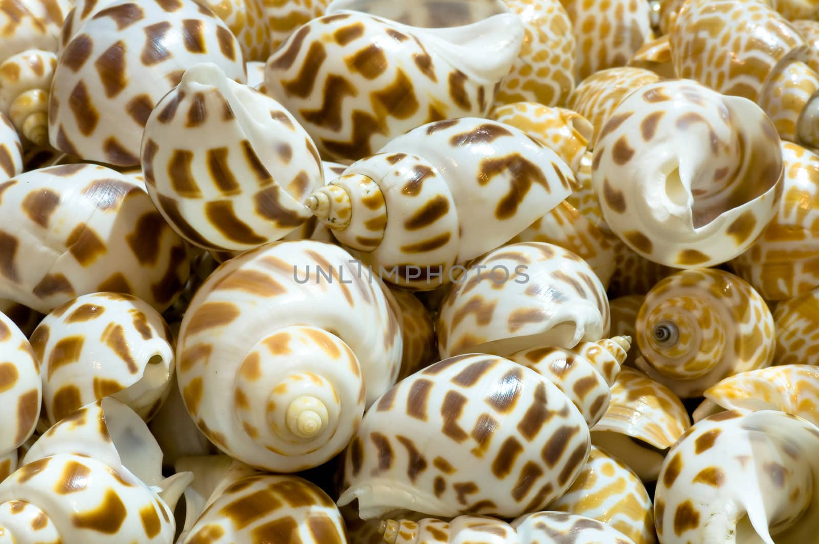shell fish