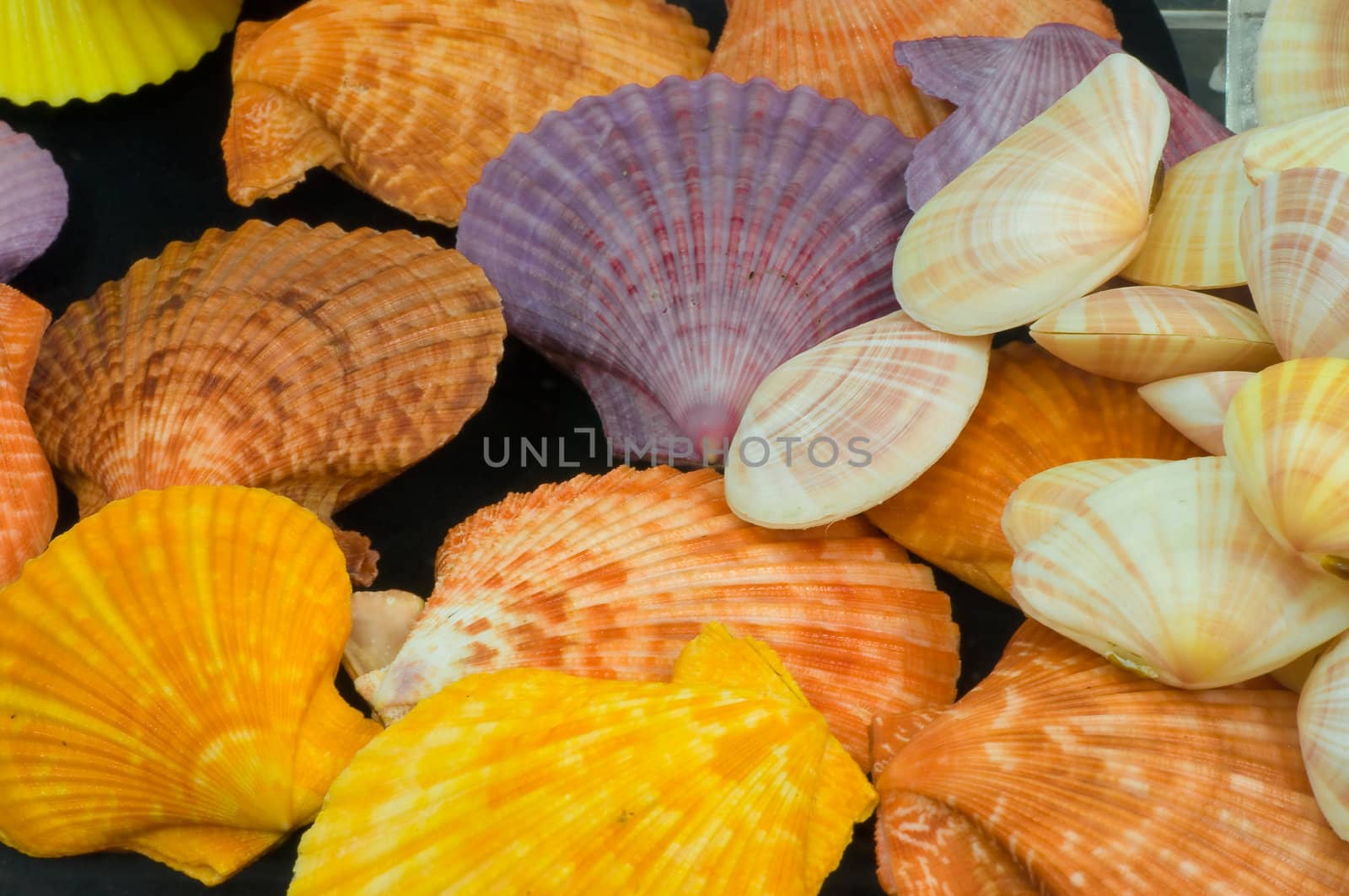 Pecten Nobilis Reeve,color shellfish