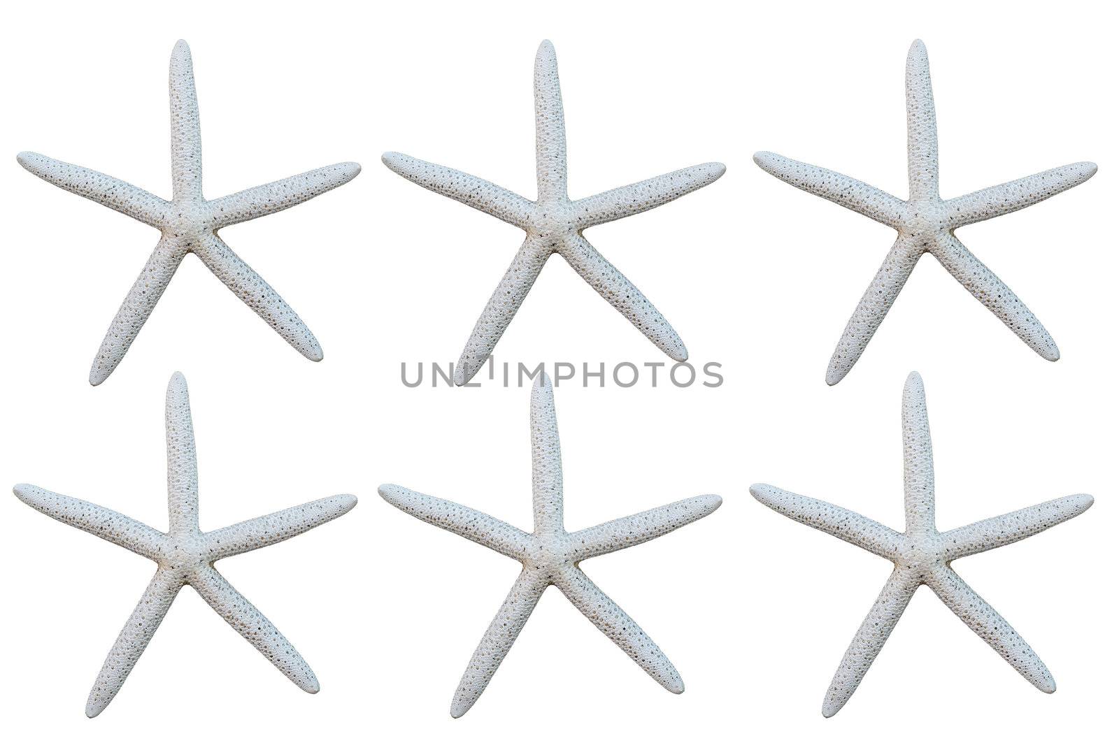 starfish