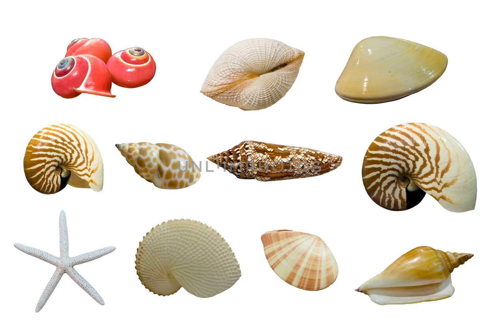 shellfish