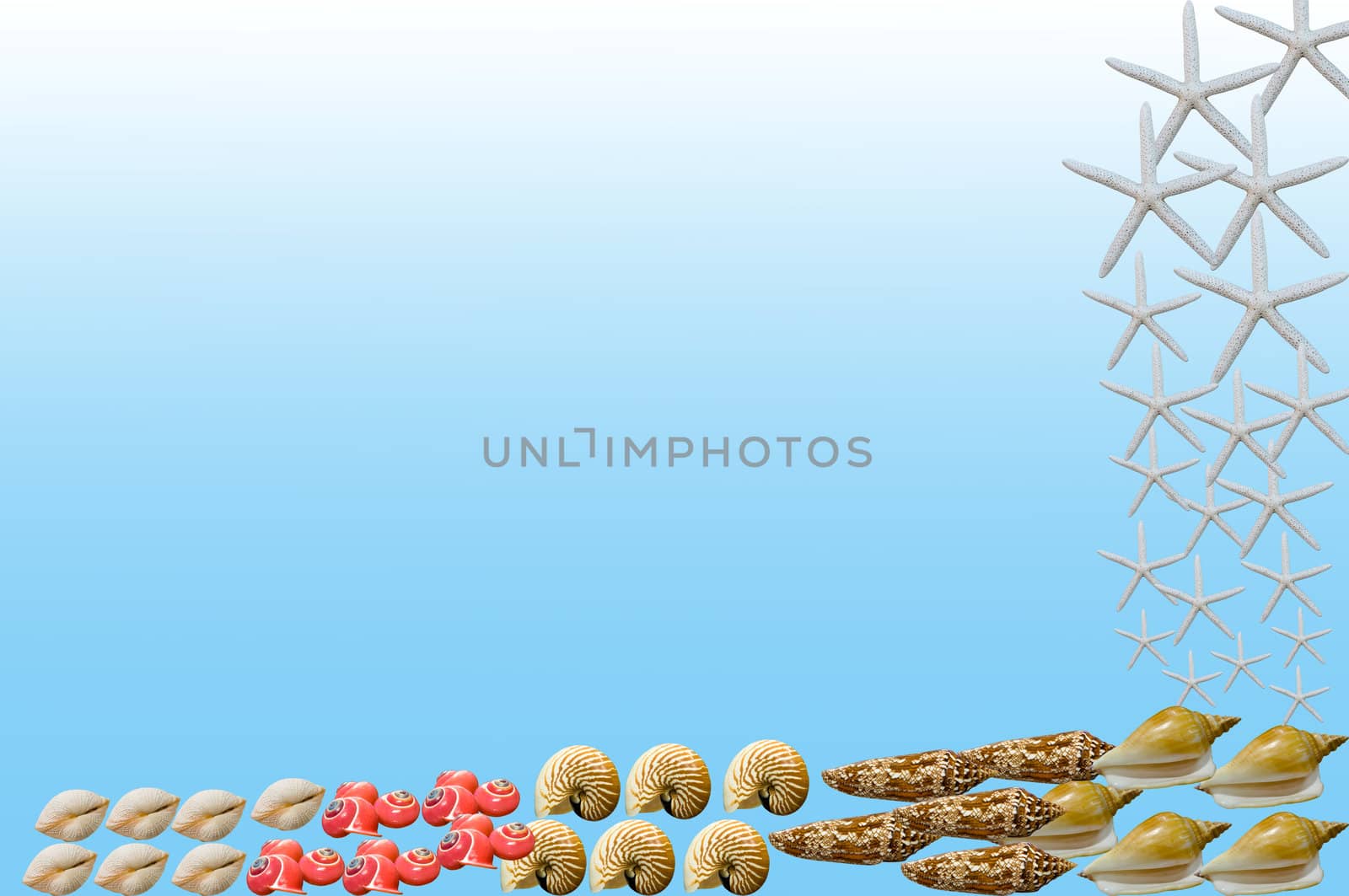 isolate shellfish on light blue background