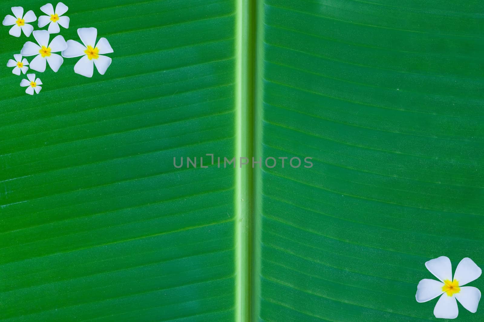banana leaf