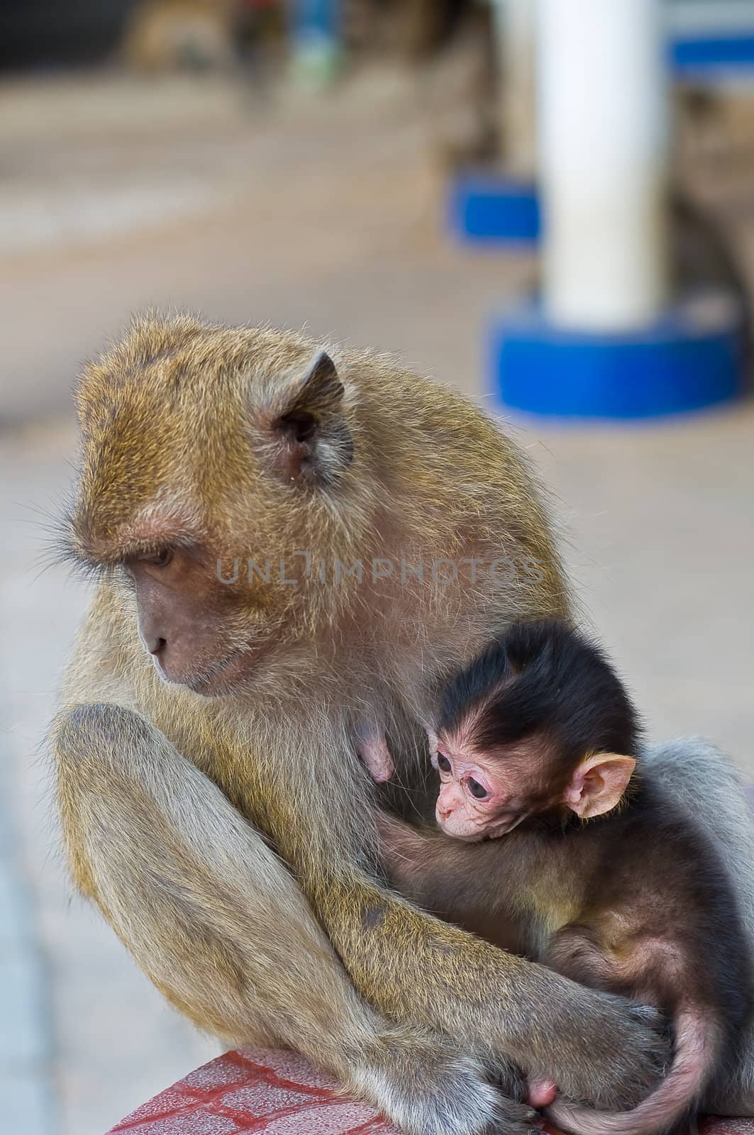 little monkey with its mom
