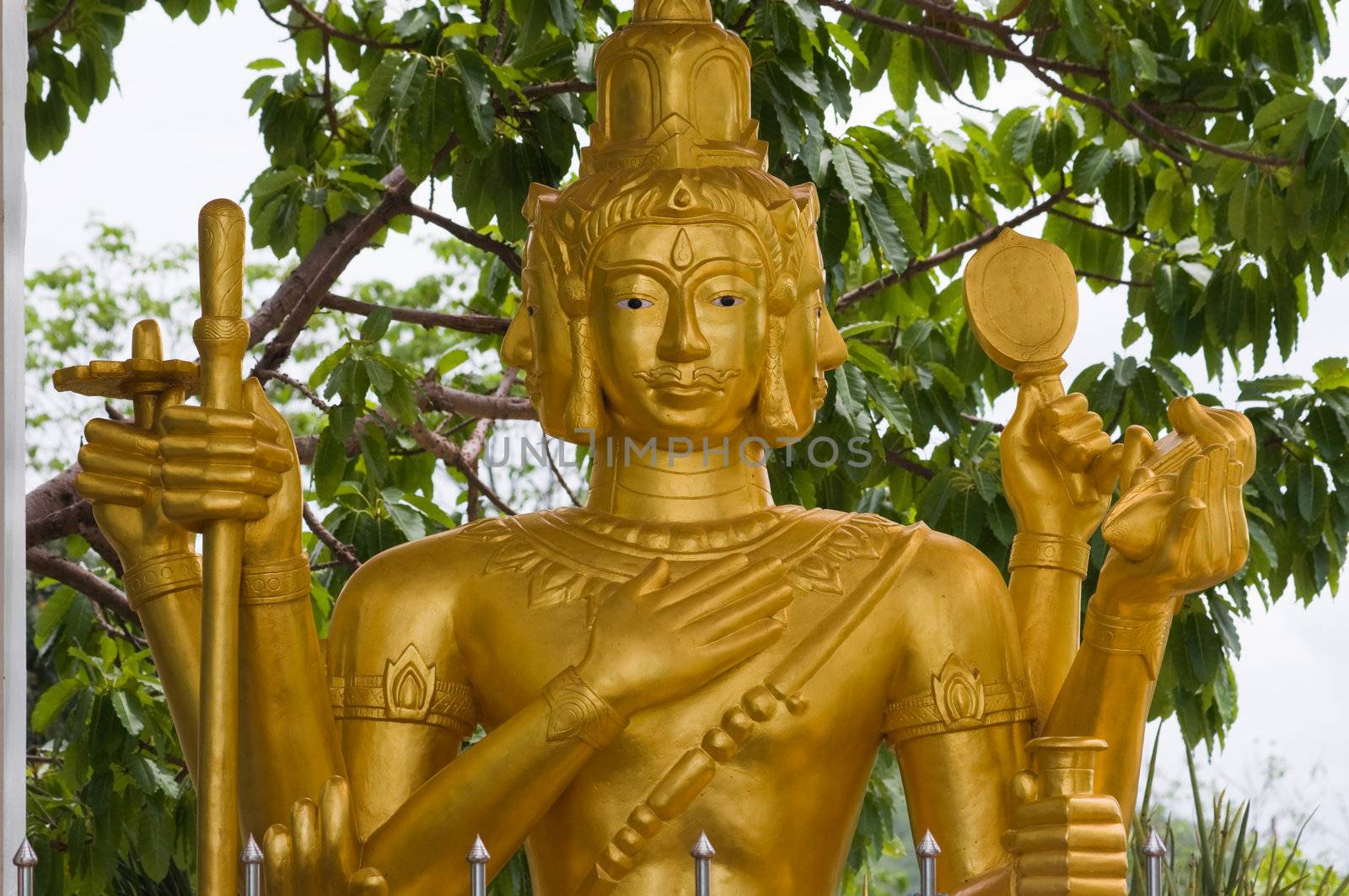 golden Brahma