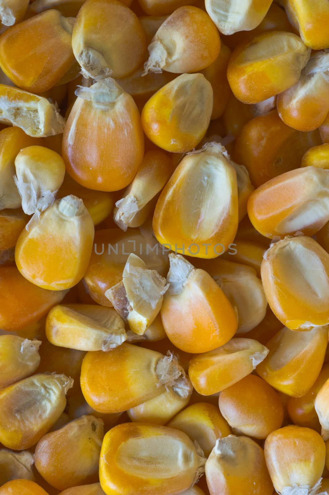 corn seeds background