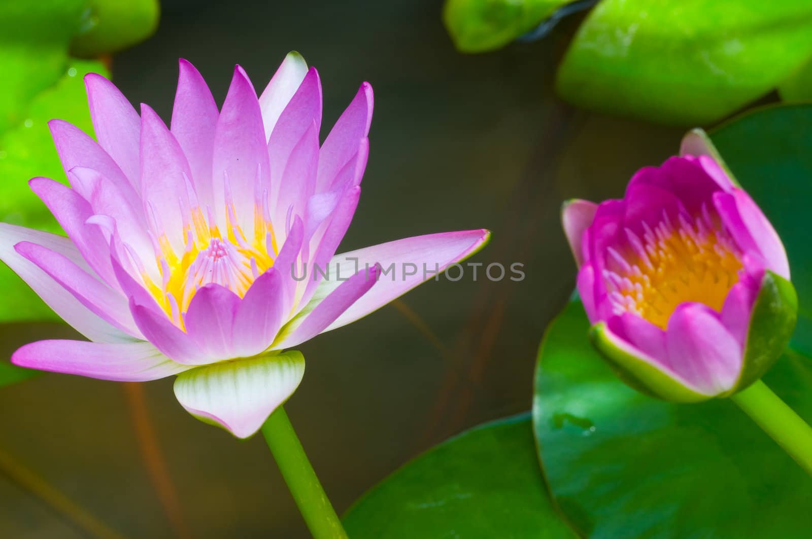 purple lotus in the pond