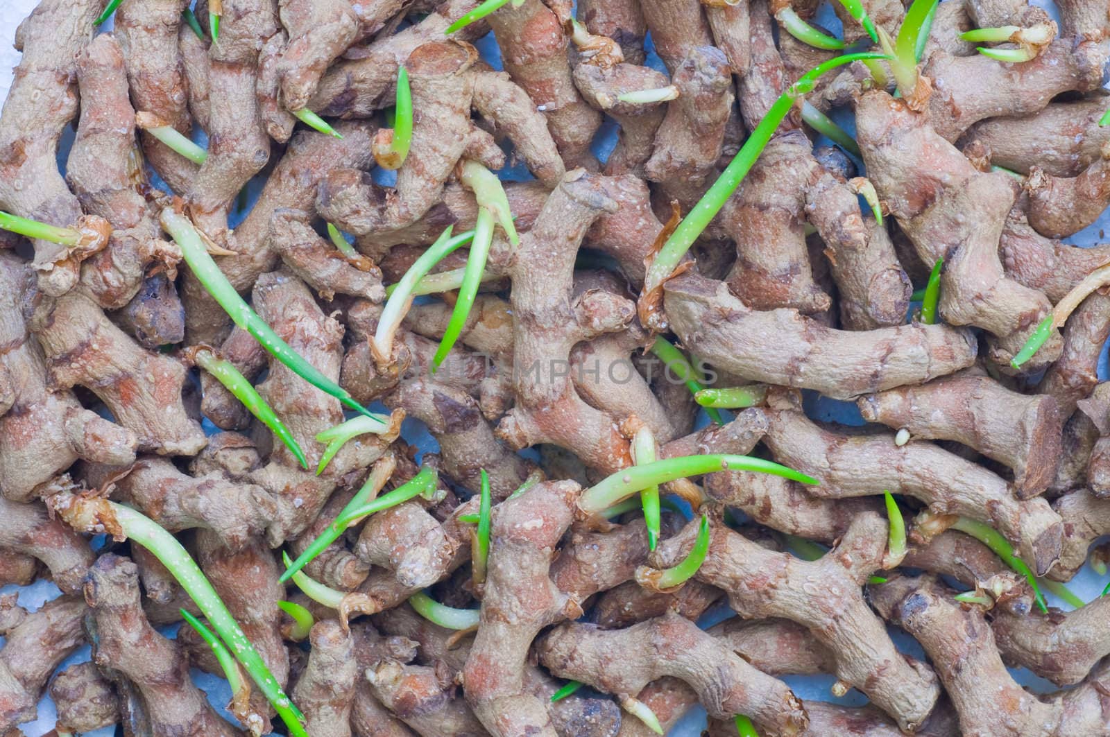curcuma background