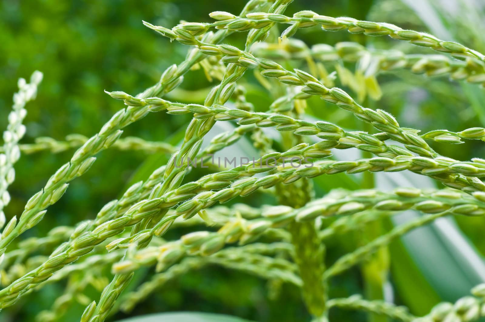 corn plant background