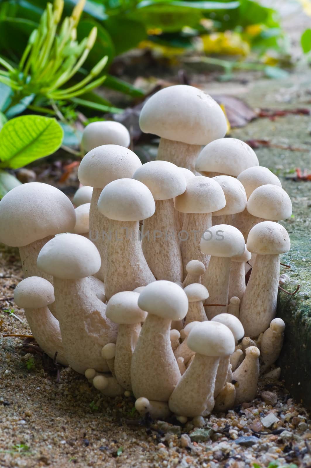 mushroom by hinnamsaisuy