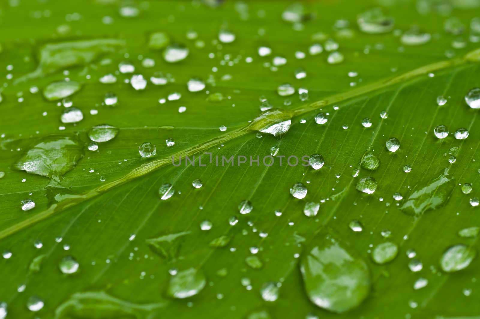 water drops on green leaf