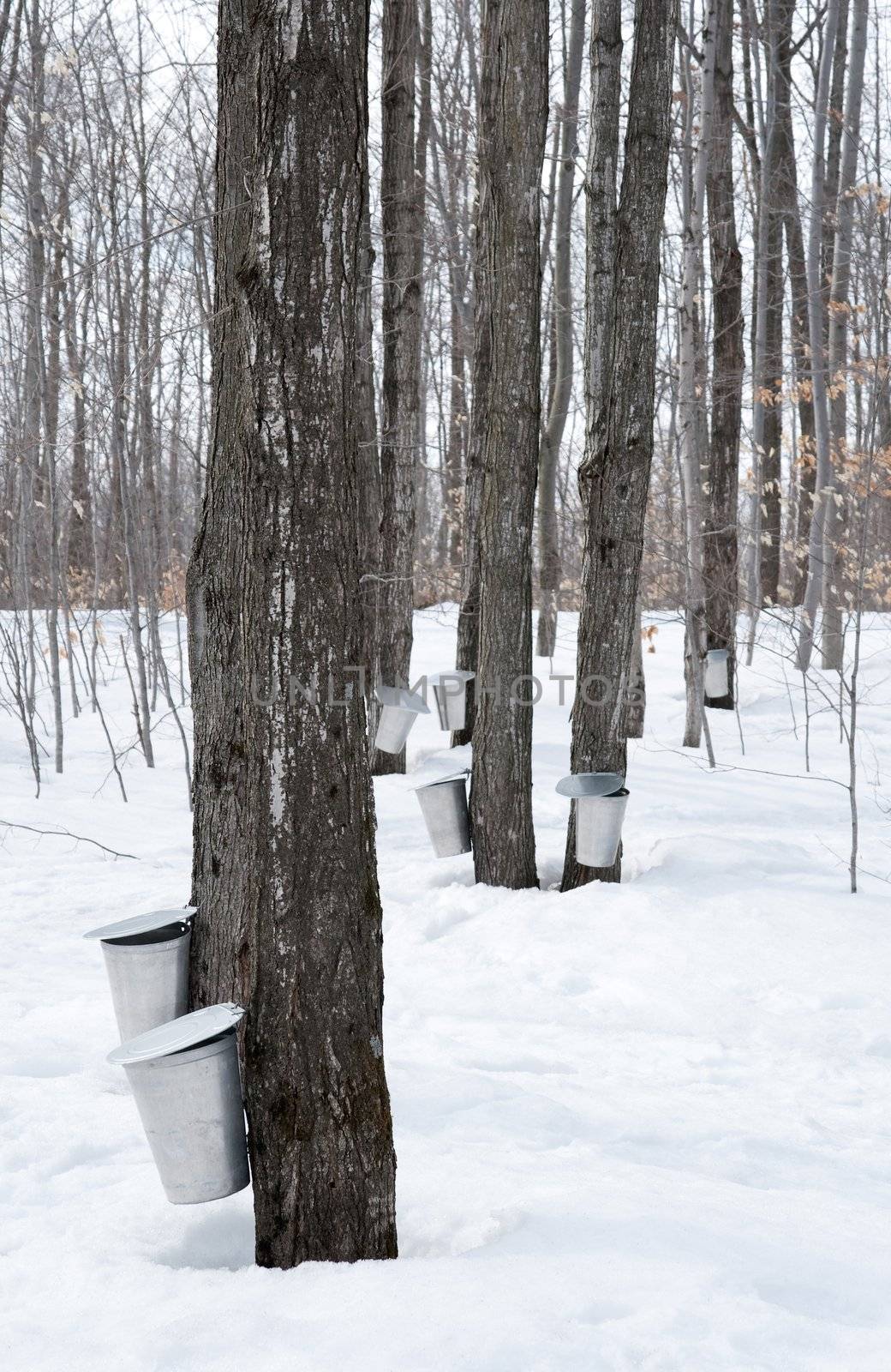 Collecting sap for maple syrup production. Quebec, Canada.