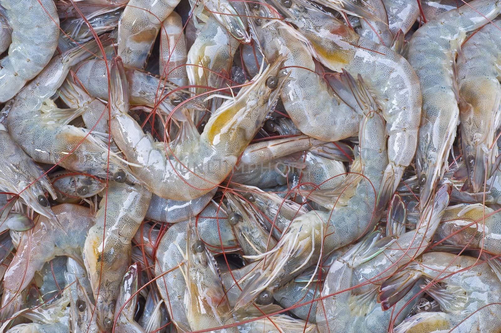 group of shrimps