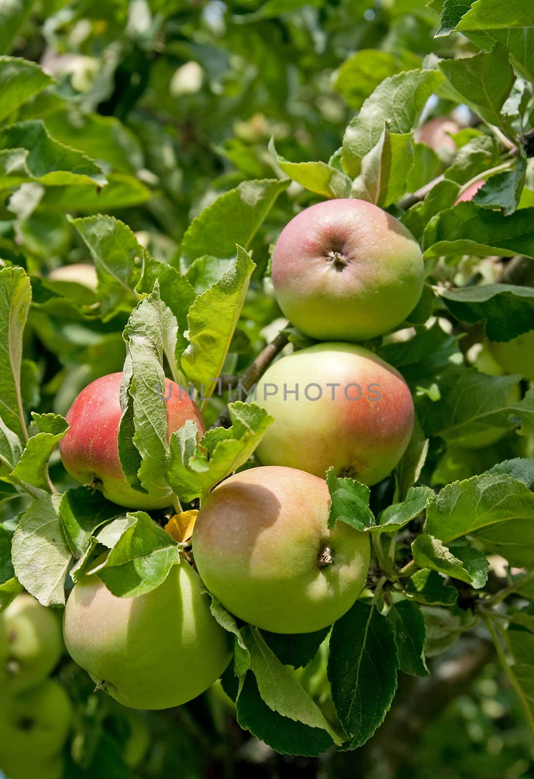 Apples on a tree branch. Orchard in August.